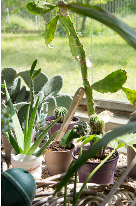 JOELIX.com | My favorite urban jungles of 2013 my own greenhouse cactus plants