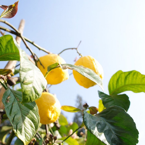 JOELIX.com | Lemons on a tree in Italy