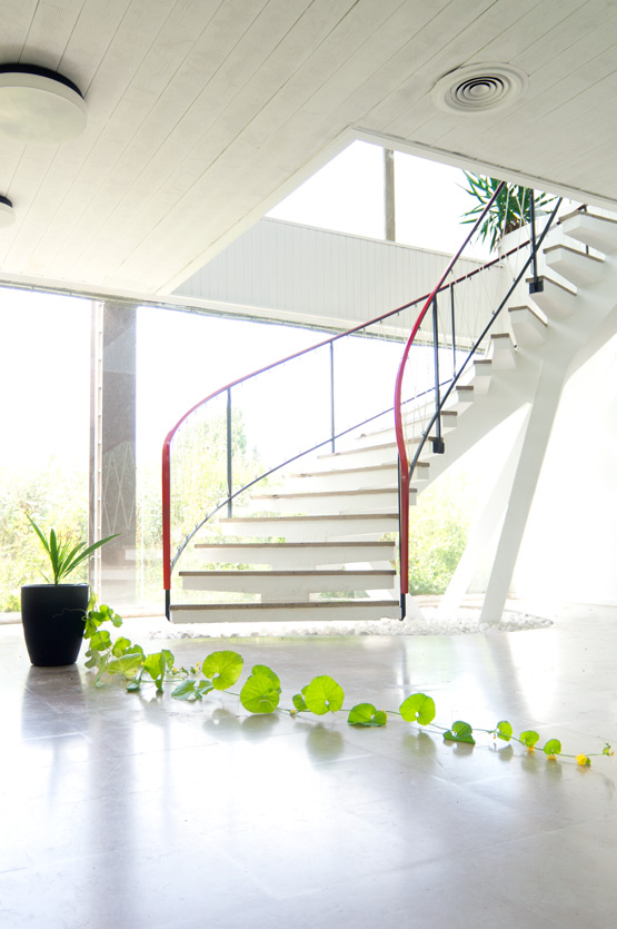 Suspended staircase and honeydew plant