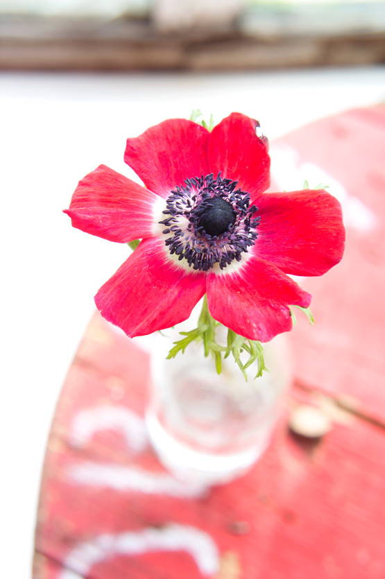JOELIX.com | Red anemone flower #2flowergirls