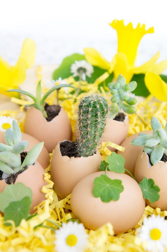 JOELIX.com | Urban Jungle Bloggers mini cactus in eggshell for easter