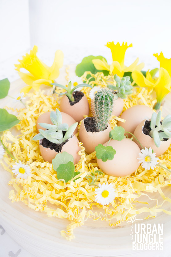 JOELIX.com | Urban Jungle Bloggers succulents in eggshells for easter