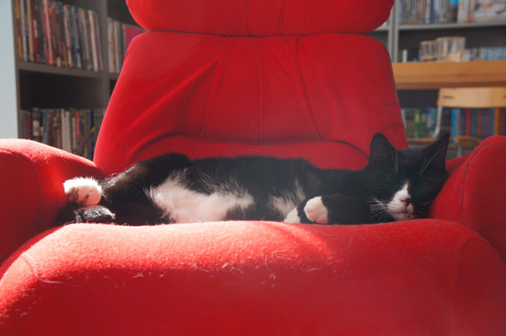 Sleeping black and white cat on red chair