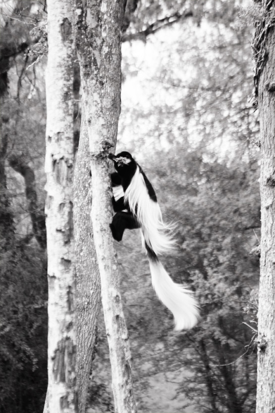 JOELIX.com | La Vallée des Singes - Black and White Colobus monkey