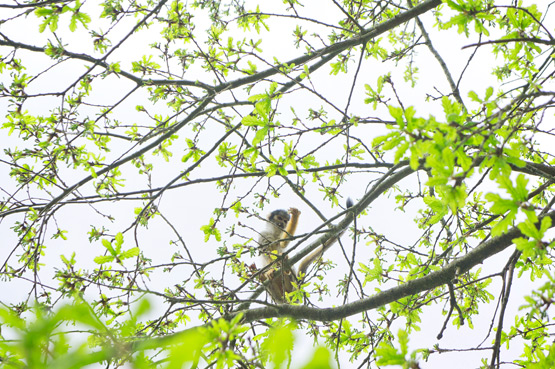JOELIX.com | La Vallée des Singes - Squirrel monkey