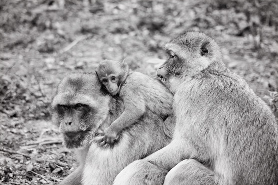 JOELIX.com | La Vallée des Singes - Magot monkeys