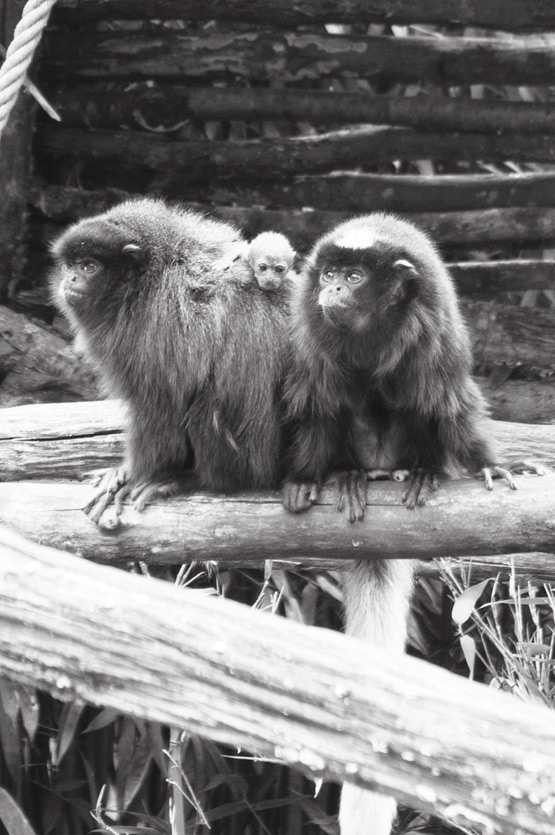 JOELIX.com | La Vallée des Singes - Titi monkeys