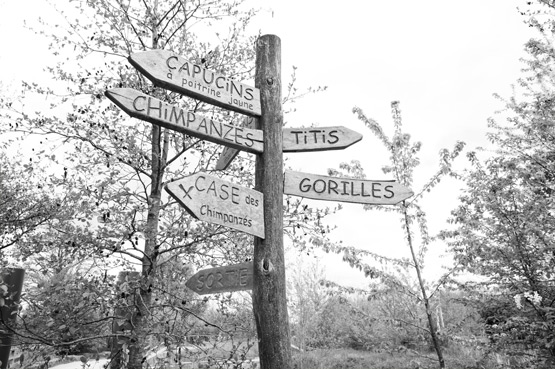 JOELIX.com | La Vallée des Singes