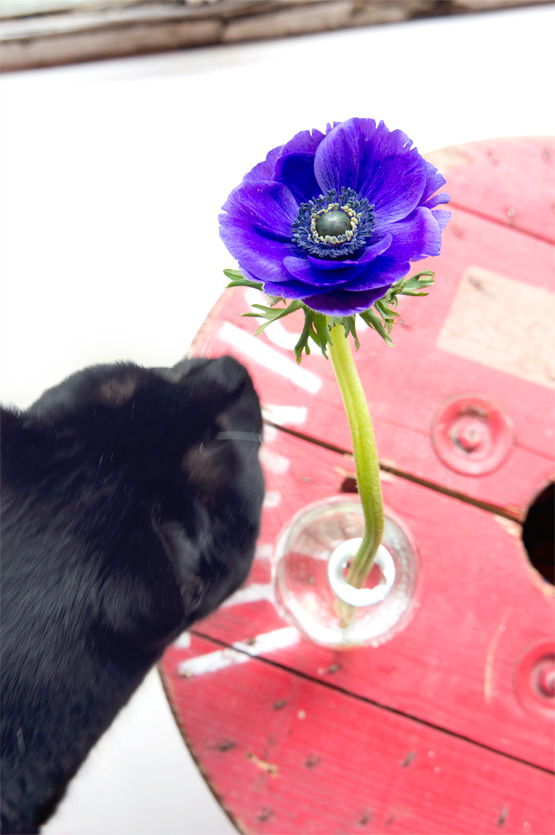 JOELIX.com | Colorful anemones and a black cat #2flowergirls