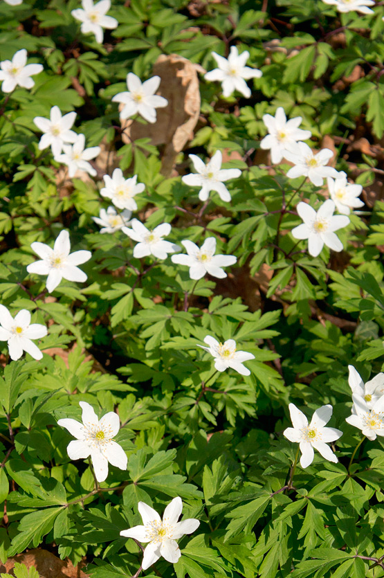 JOELIX.com | A floral carpet in the Oise