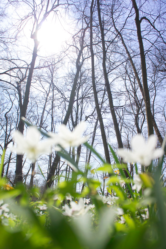 JOELIX.com | A floral carpet in the Oise