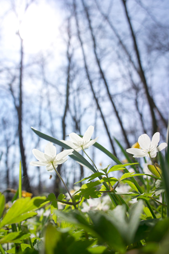 JOELIX.com | A floral carpet in the Oise