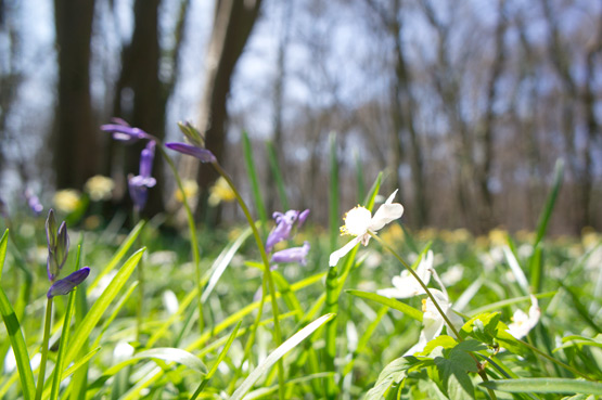 JOELIX.com | A floral carpet in the Oise