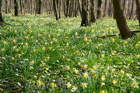 JOELIX.com | A floral carpet in the Oise