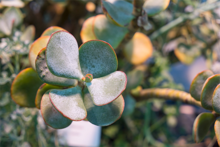 JOELIX.com | Kaisaniemi Botanic Garden in Helsinki