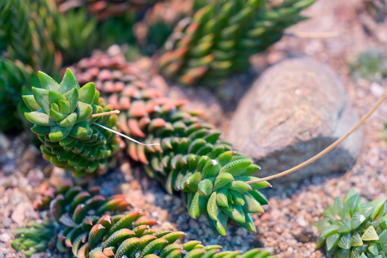 JOELIX.com | Kaisaniemi Botanic Garden in Helsinki