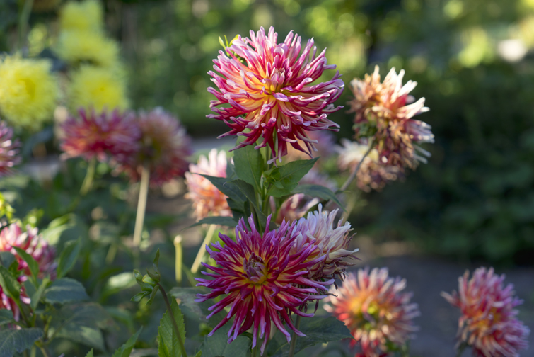 JOELIX.com | Real Jardín Botánico de Madrid