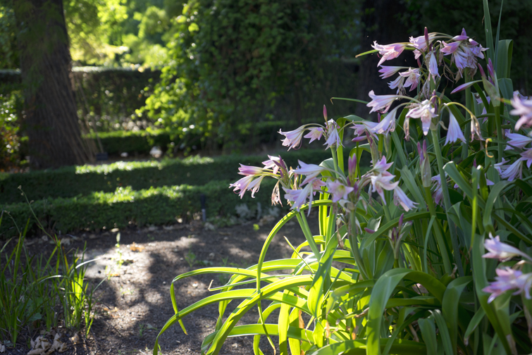 JOELIX.com | Real Jardín Botánico de Madrid