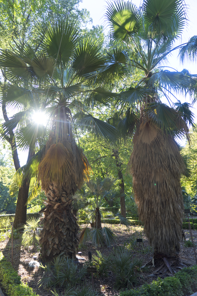 JOELIX.com | Real Jardín Botánico de Madrid