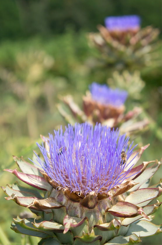 JOELIX.com | Artichoke flowers