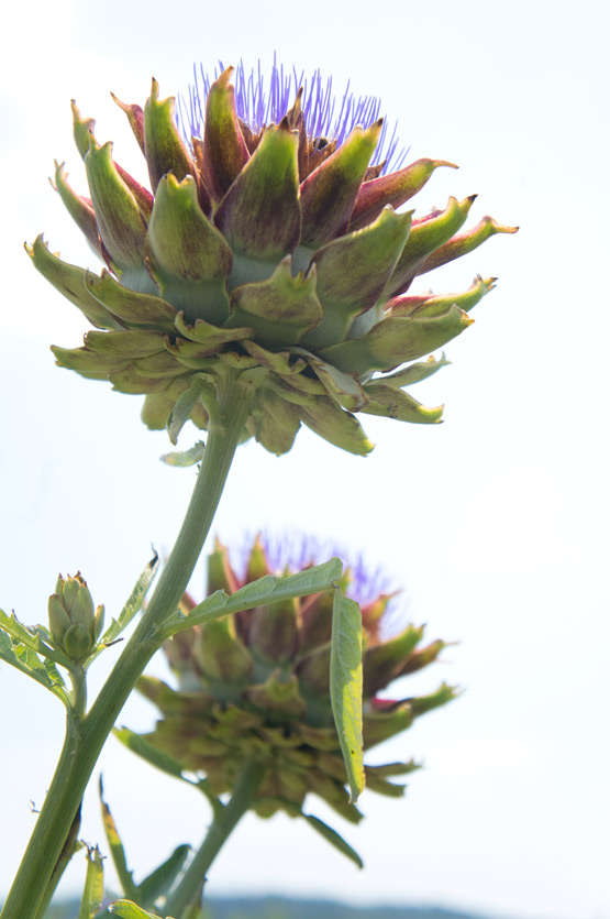 JOELIX.com | Artichoke flowers