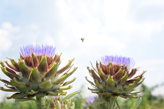 JOELIX.com | Artichoke flowers