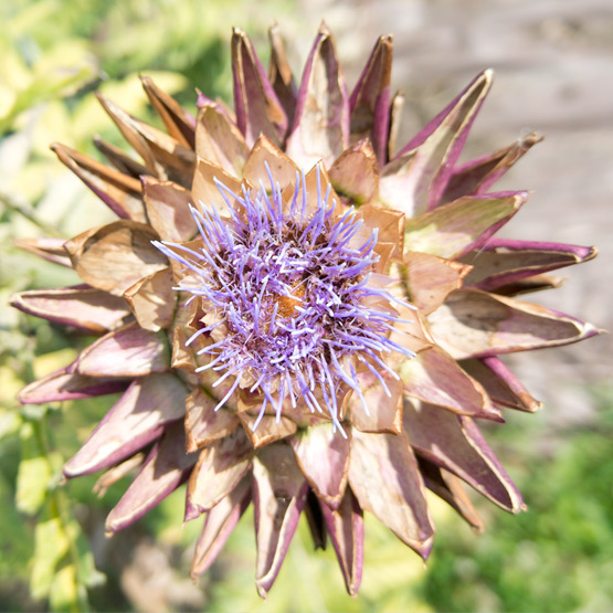 JOELIX.com | Artichoke flower