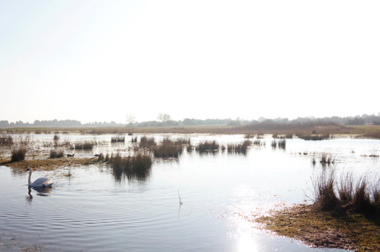 JOELIX.com | la Baie de Somme water and swans