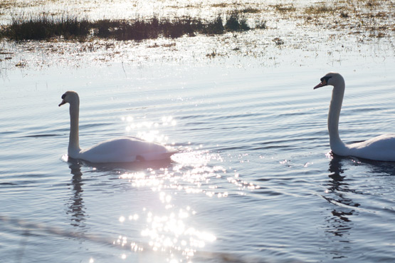 JOELIX.com | la Baie de Somme water and swans