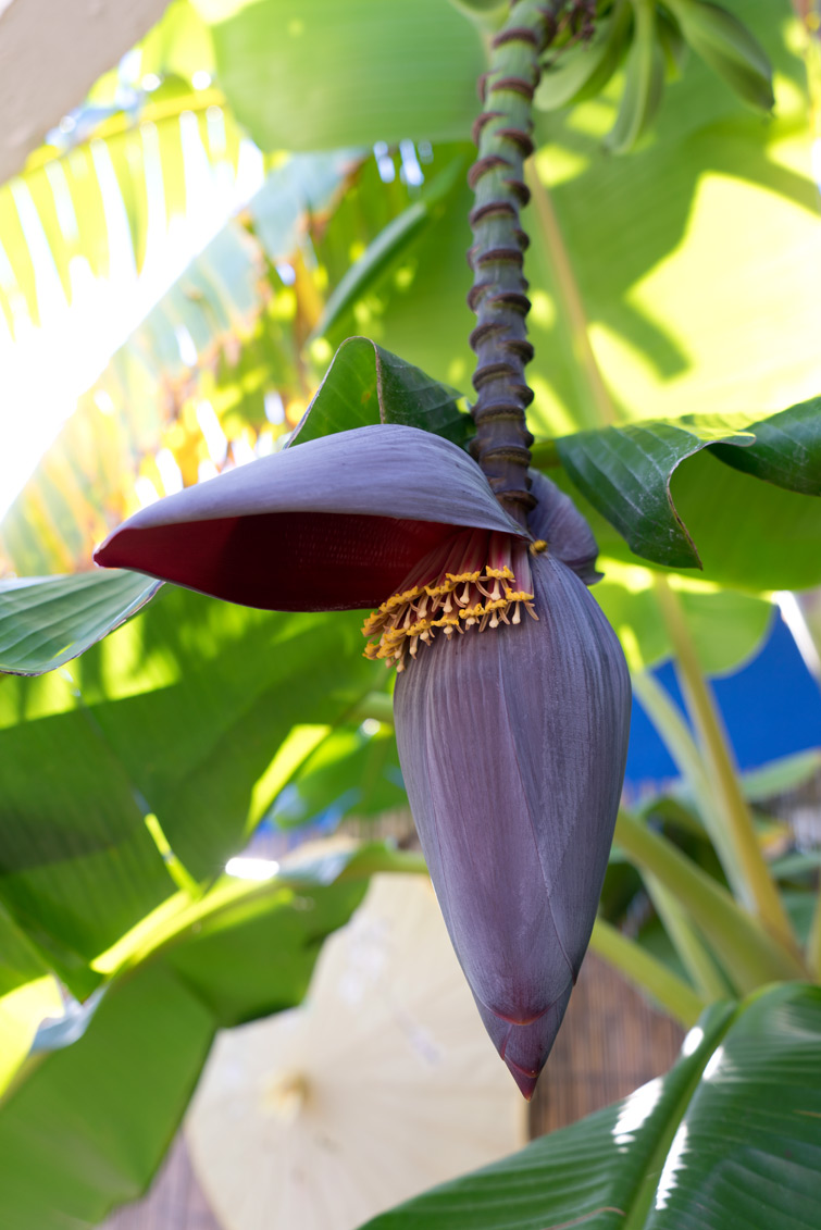 JOELIX.com | Banana tree inflorescence