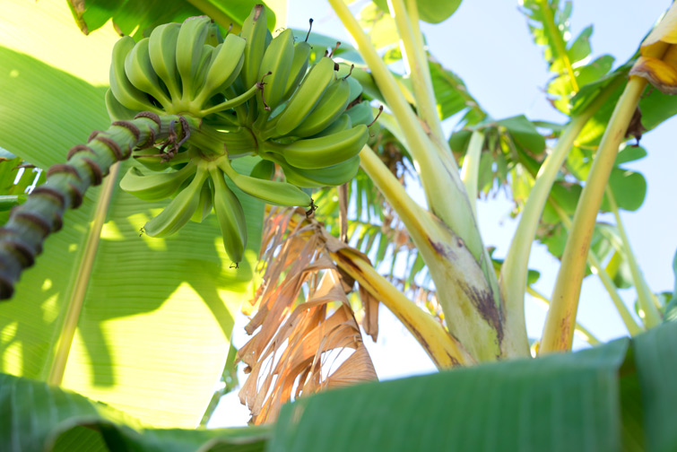 JOELIX.com | Banana tree