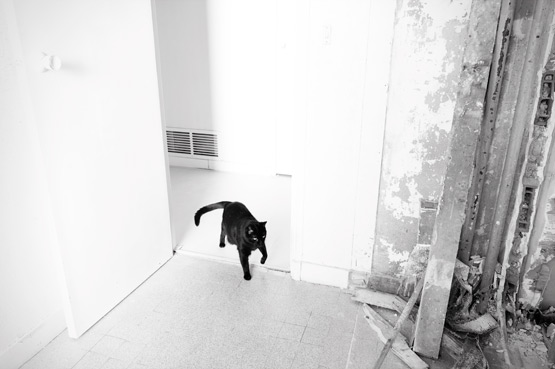 JOELIX.com | Bathroom renovation black cat