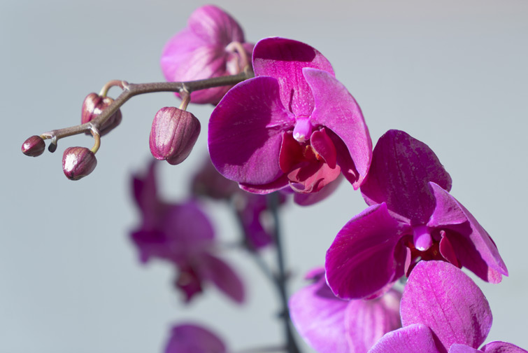 JOELIX.com | A bloomifique plantshelfie