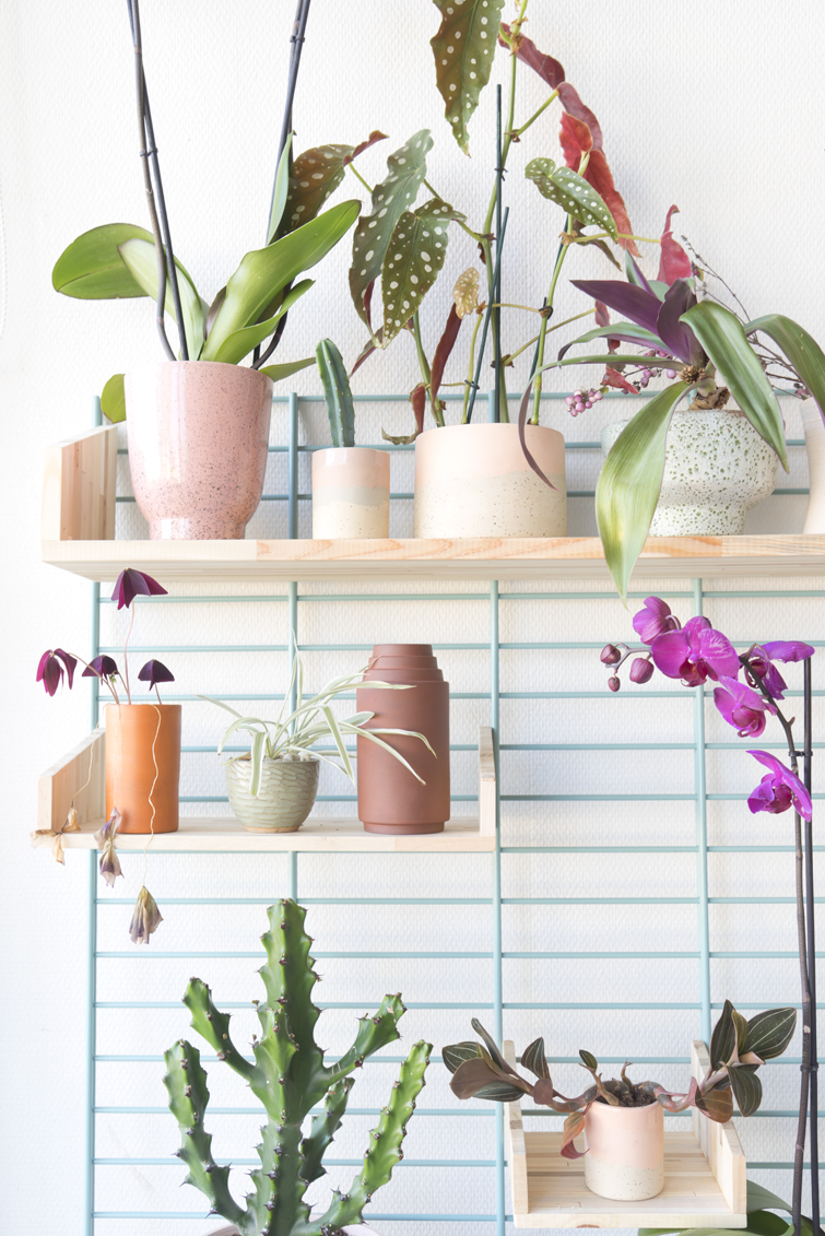 JOELIX.com | A bloomifique plantshelfie