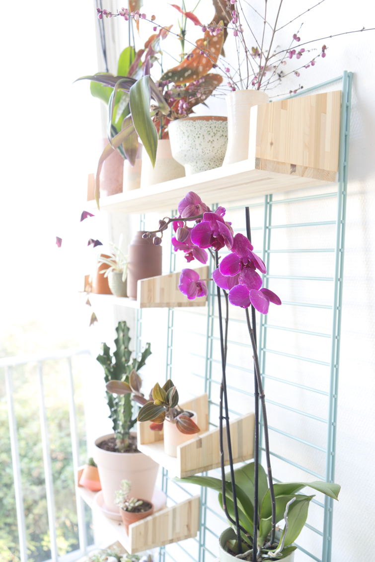 JOELIX.com | A bloomifique plantshelfie