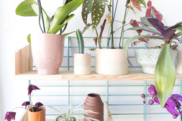 JOELIX.com | A bloomifique plantshelfie