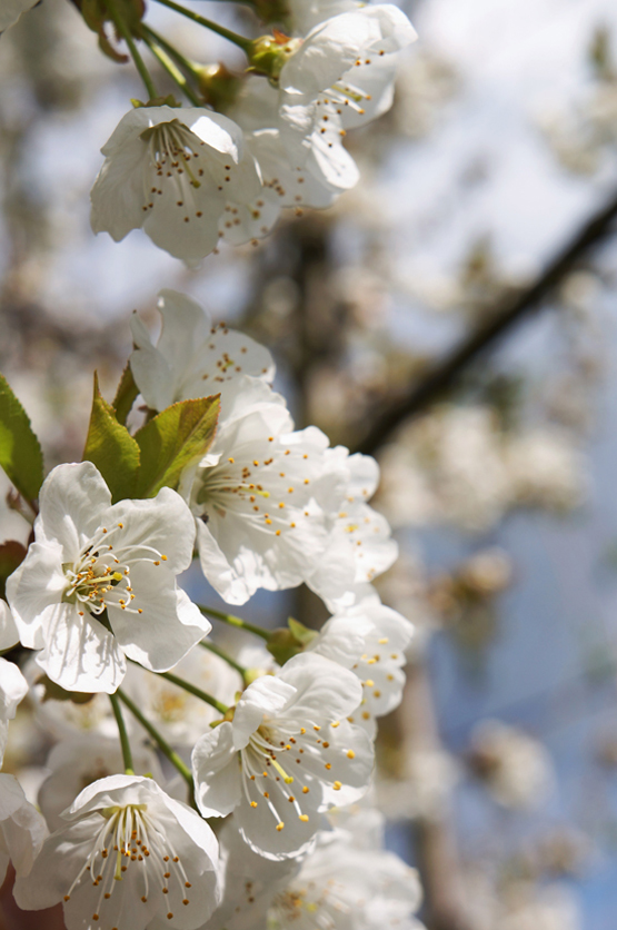 JOELIX.com | White blossom before thunder storm