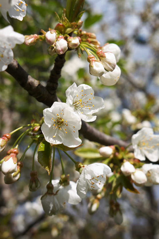 JOELIX.com | White blossom before thunder storm