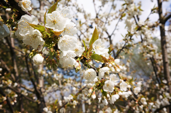 JOELIX.com | White blossom before thunder storm