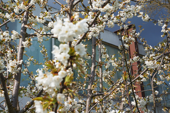 JOELIX.com | White blossom before thunder storm