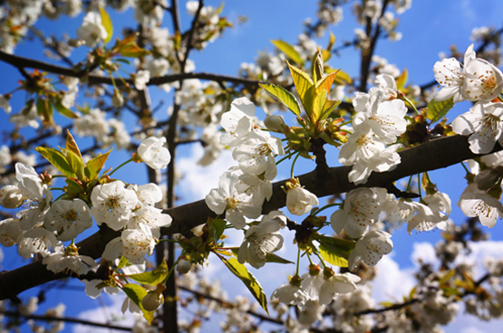 JOELIX.com | White blossom before thunder storm