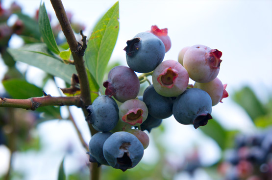 JOELIX.com | Blueberries and pinkberries