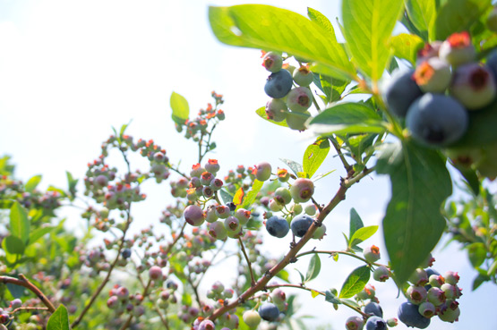 JOELIX.com | Blueberries and pinkberries