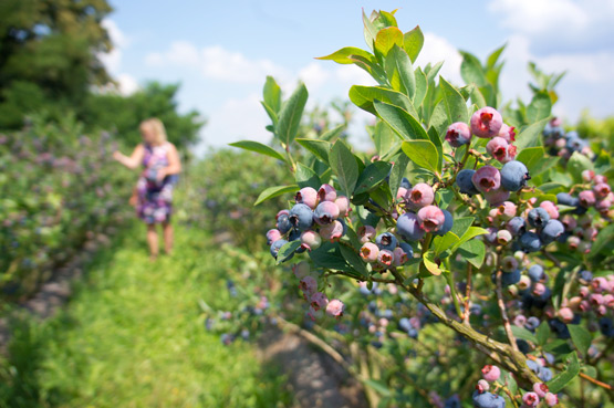 JOELIX.com | Blueberries and pinkberries