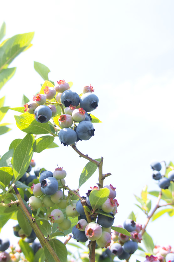 JOELIX.com | Blueberries and pinkberries