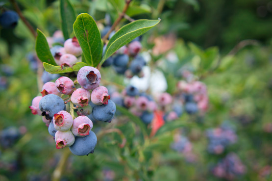 JOELIX.com | Blueberries and pinkberries