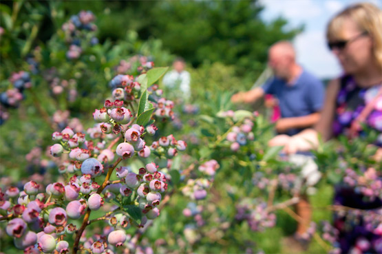 JOELIX.com | Blueberries and pinkberries