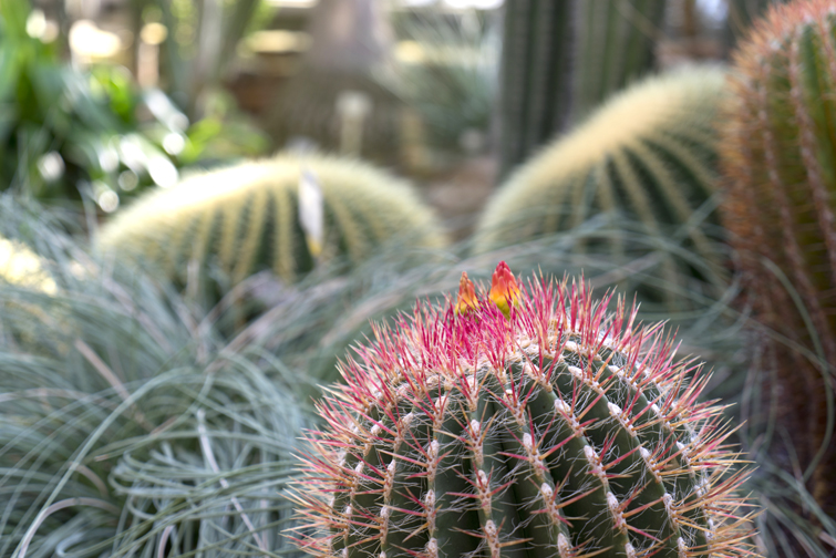 JOELIX.com | Botanic Garden in Berlin