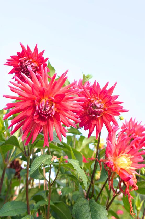 JOELIX.com | Bright red dahlias