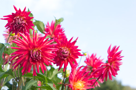 JOELIX.com | Bright red dahlias